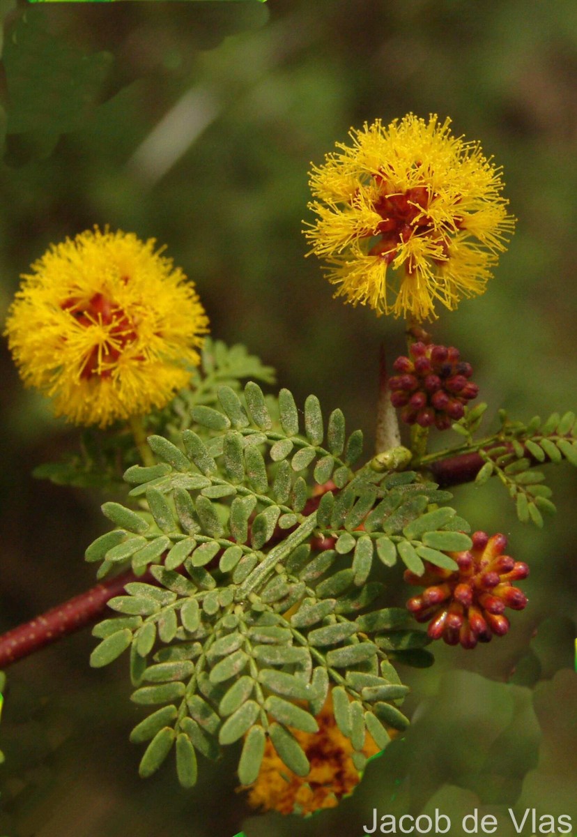 Vachellia eburnea (L.f.) P.J.H.Hurter & Mabb.